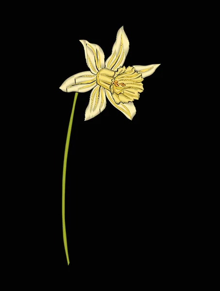 Daffodil flor para bordado em estilo de ilustração botânica o —  Vetores de Stock