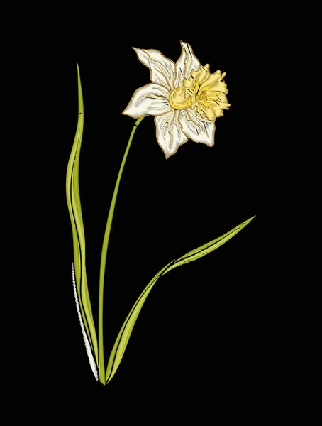 Narzissenblüte für Stickereien im botanischen Illustrationsstil o — Stockvektor