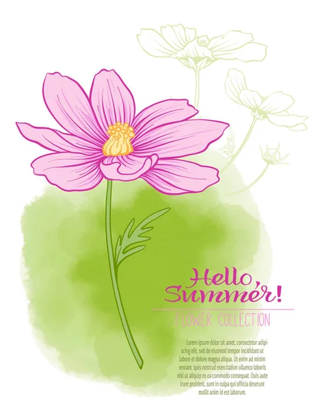 A cosmos flower on a green watercolor background. — Stock Vector