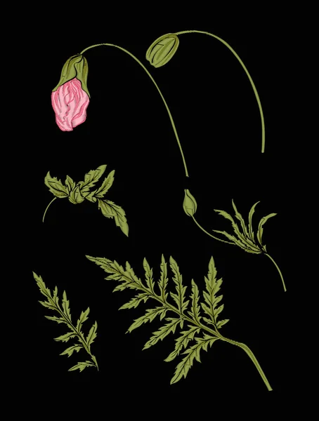 Mohnblume zum Sticken in botanischem Illustrationsstil auf einem — Stockvektor