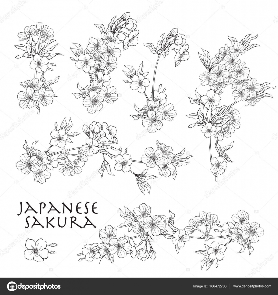 Dessin De Fleur De Cerisier Japonais Gamboahinestrosa
