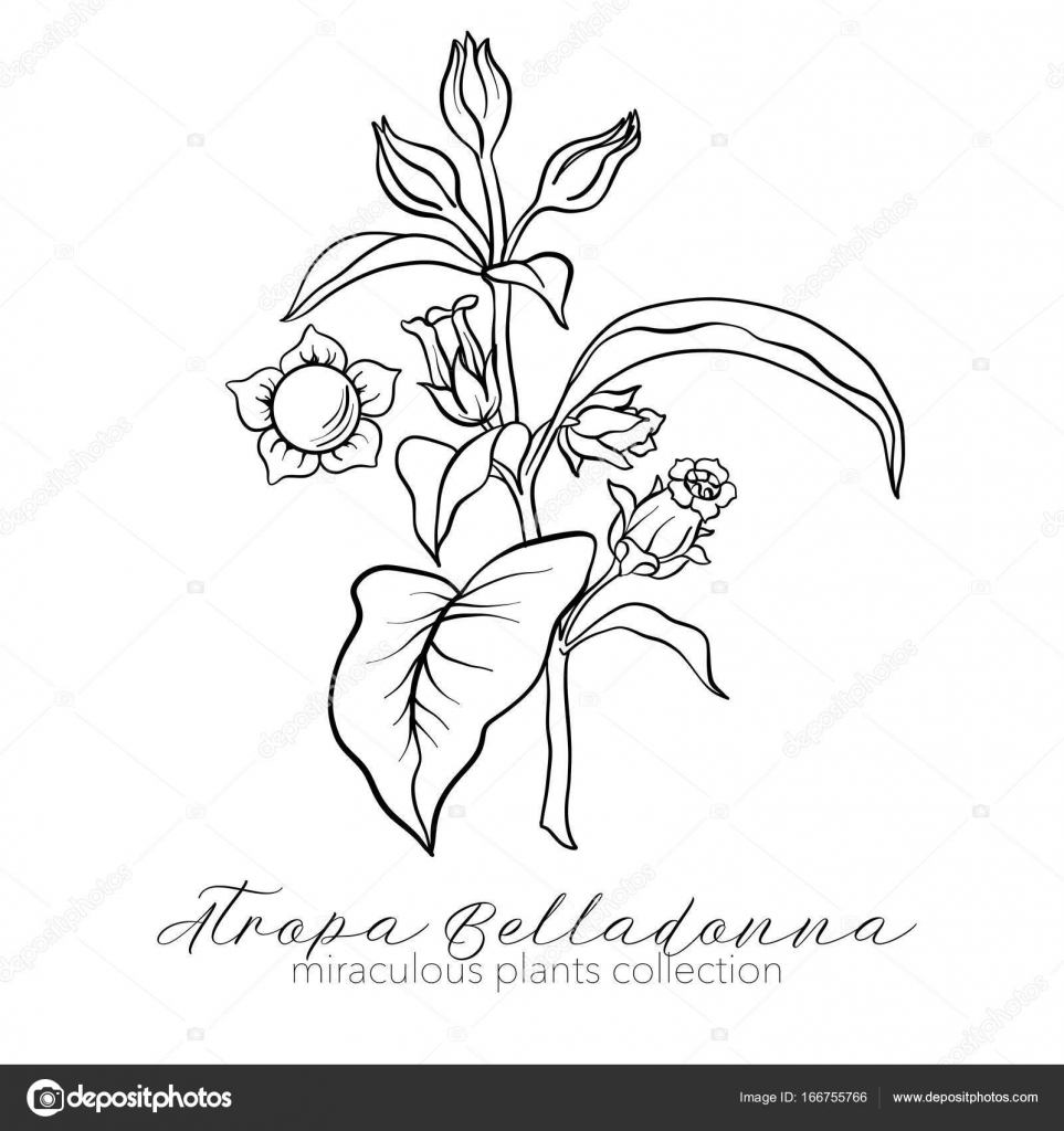 Belladonna Deadly Nightshade Temporary Tattoo Sticker  OhMyTat