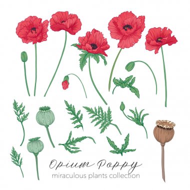 Haşhaş bitki küme. Renkli hisse senedi vektör çizim.