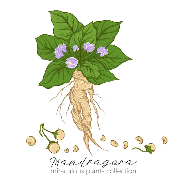 Mandragora φυτό. Χρωματιστά εικονογράφηση διάνυσμα απόθεμα. — Διανυσματικό Αρχείο