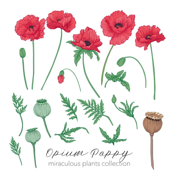 Haşhaş bitki küme. Renkli hisse senedi vektör çizim.