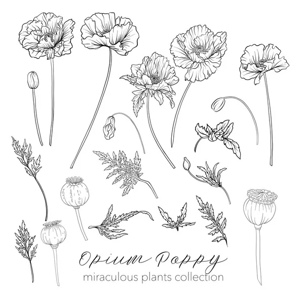 Opium poppy plant set. Overzicht voorraad vectorillustratie. — Stockvector