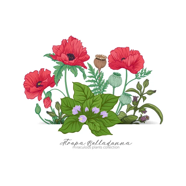 Haşhaş, Güzelavrat otu ve mandragora. Mucizevi bitki kümesi