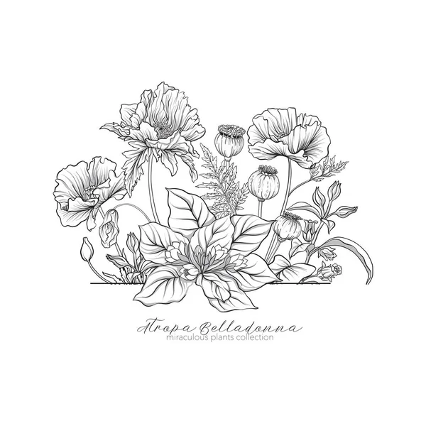 Amapola opio, belladona y mandrágora. Conjunto de plantas milagrosas — Vector de stock