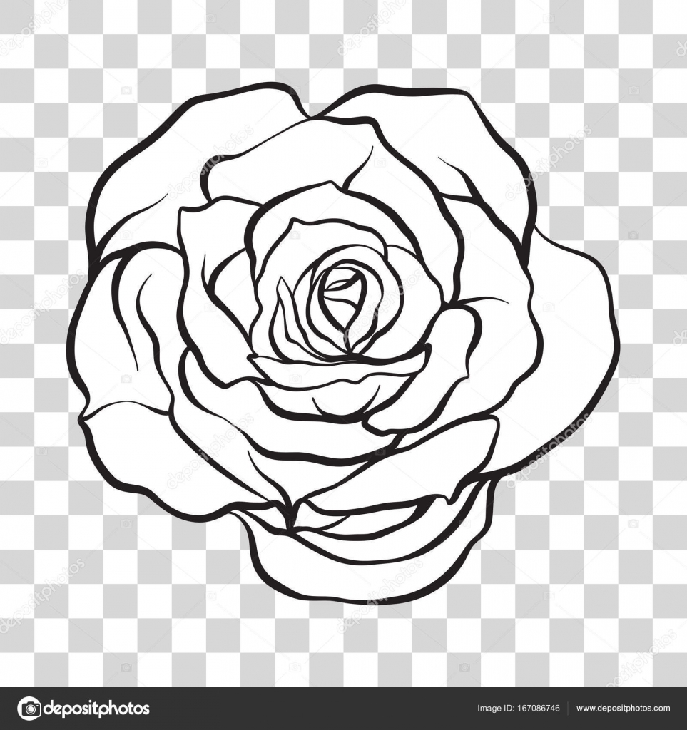 Isolated outline rose flower. Stock vector illustration. Stock Vector ...
