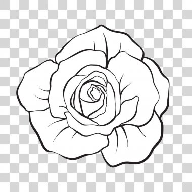 İzole anahat gül çiçek. Hisse senedi vektör çizim.