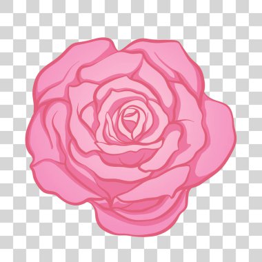 İzole pembe Gül çiçek. Hisse senedi vektör çizim.