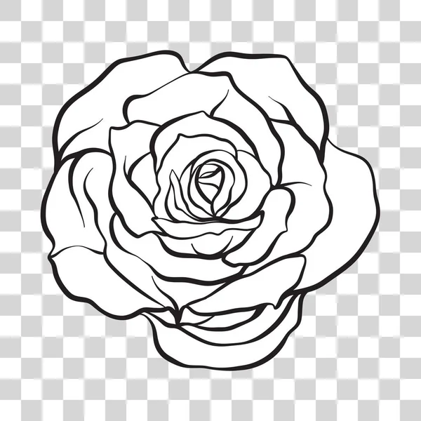 Kontur na białym tle róży kwiat. Stockowa ilustracja wektorowa. — Wektor stockowy