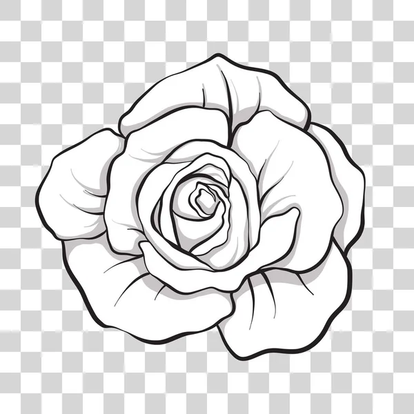 İzole anahat gül çiçek. Hisse senedi vektör çizim.