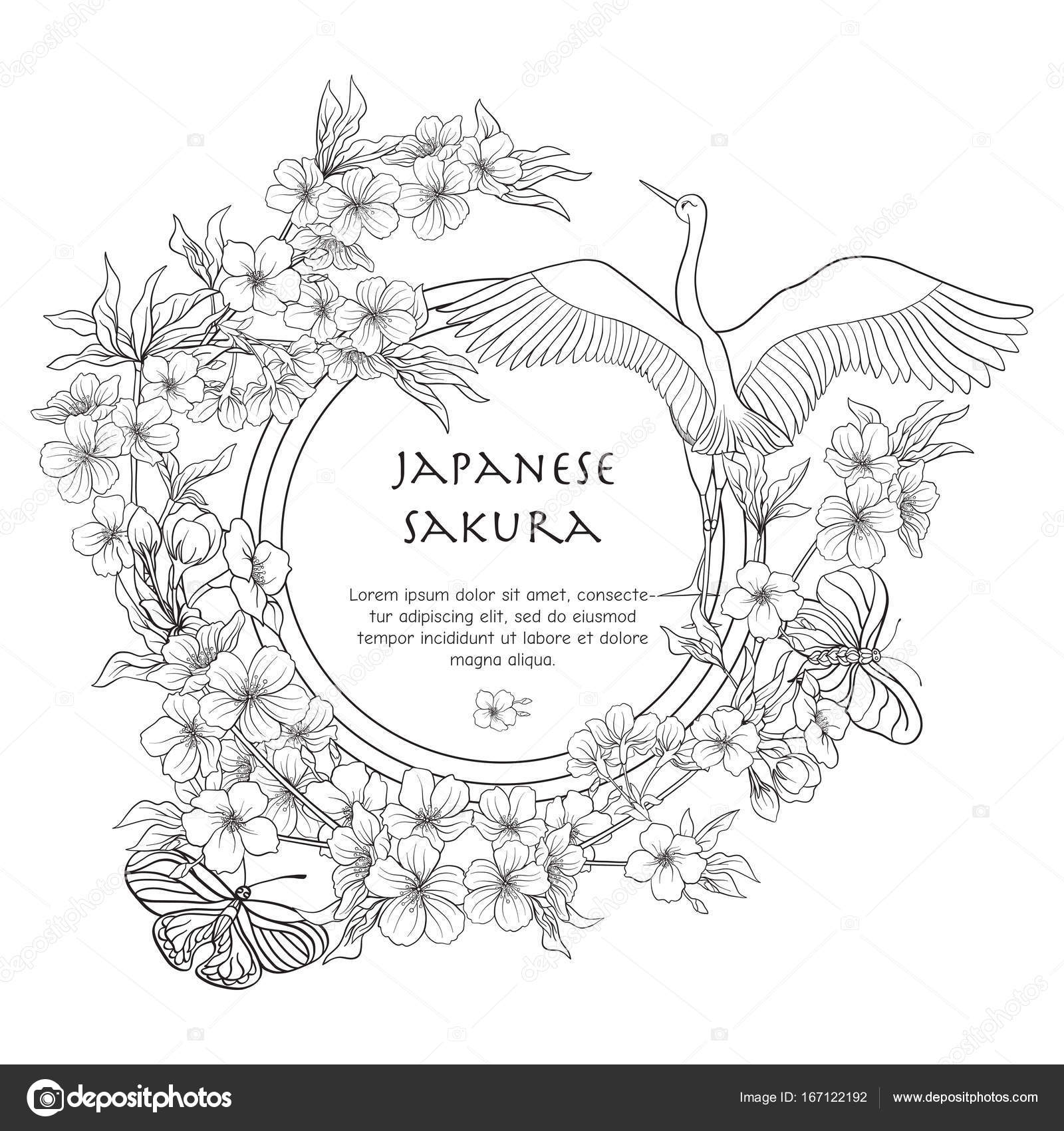 Illustrazioni con fiore giapponese sakura e con posto per testo Delineare il disegno da colorare Libro da colorare per adulti Illustrazione di riserva di