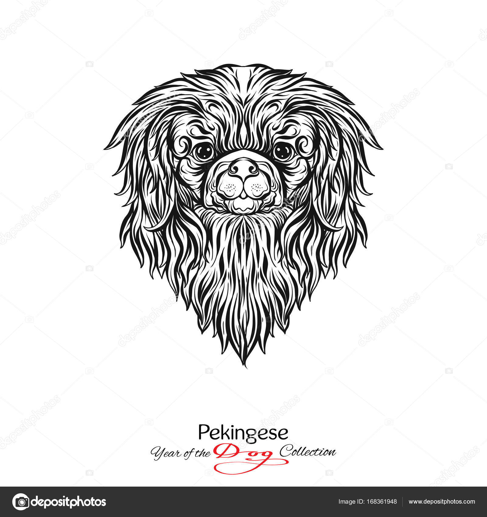 Pechinese Grafico In Bianco E Nero Di Disegno Di Una Testa