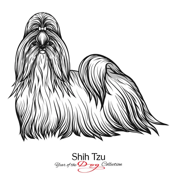 Ши-тцу. Чорно-білі зображення малюнок собаки. — стоковий вектор