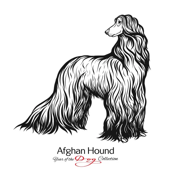 Афганський хорт. Чорно-білі зображення малюнок собаки. — стоковий вектор
