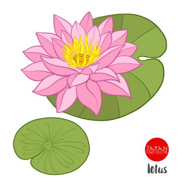 Lotus çiçekleri. Hisse senedi vektör çizim botanik çiçek.