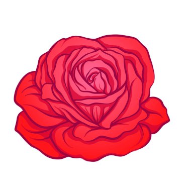 Kırmızı çiçek izole elle çizilmiş gül. Stok satırı vektör illustrat