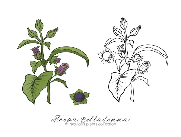 Belladonna plant set. Colored and outline set stock vector illus — Stock Vector
