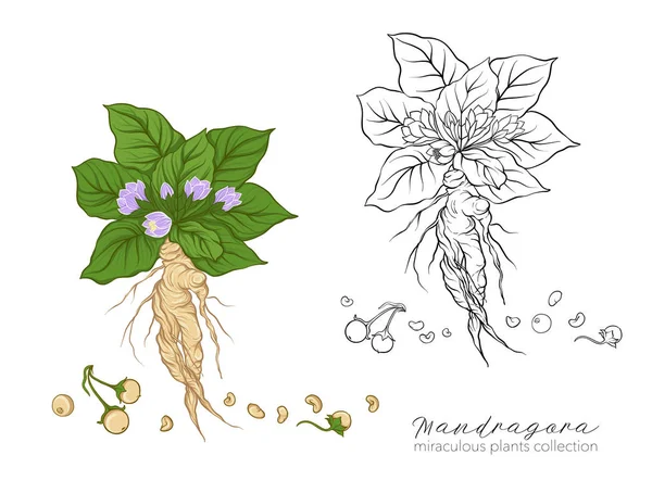 Mandragora φυτό. Χρώμα και περίγραμμα σετ διανυσματικά εικονογράφηση. — Διανυσματικό Αρχείο