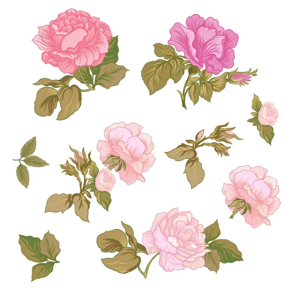 Rose Flowers. Stock vector ilustración flores botánicas . — Archivo Imágenes Vectoriales