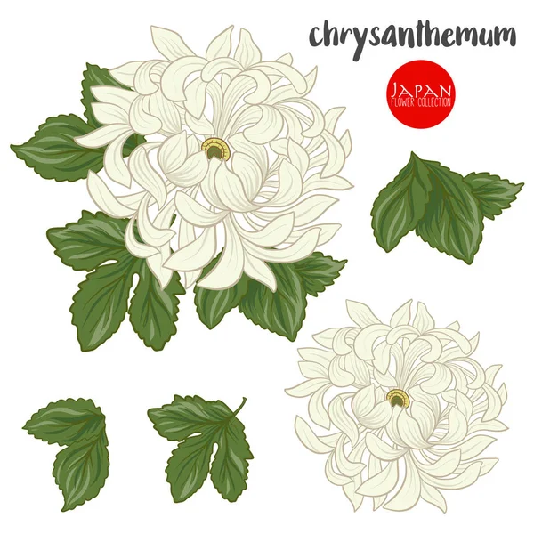 Chrysanthemum flowers. Stock line vector illustration botanic fl — Stock Vector