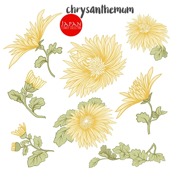 Chrysanthemum flowers. Stock line vector illustration botanic fl — Stock Vector