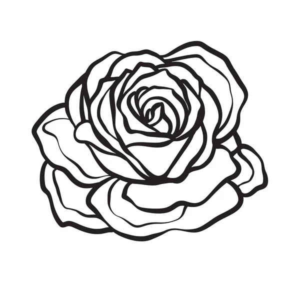 Rose flower isolated outline hand drawn. Stock line vector illus — Stock Vector