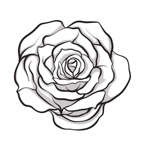 Flor rosa aislado contorno dibujado a mano. Línea de stock vector illus — Vector de stock