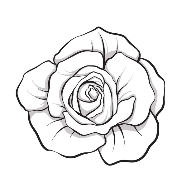 Rose fleur isolée contour dessiné à la main. Ligne de stock vecteur illus — Image vectorielle