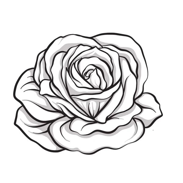 Roze bloem geïsoleerd outline hand getrokken. Voorraad lijn vector illus — Stockvector