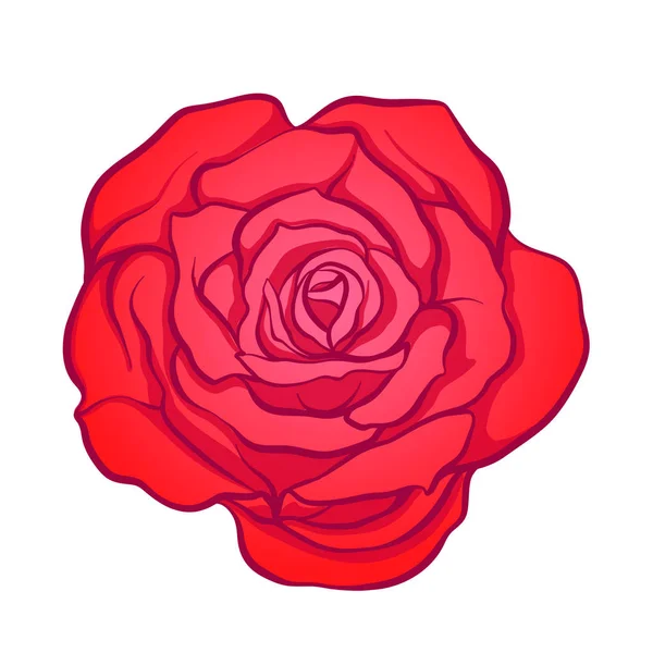 Fleur rose rouge isolée dessinée à la main. Illustrat vectoriel ligne de stock — Image vectorielle