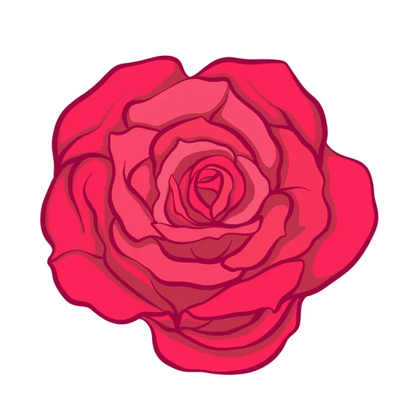 Красный розовый цветок, нарисованный вручную. Векторный иллюстрат — стоковый вектор