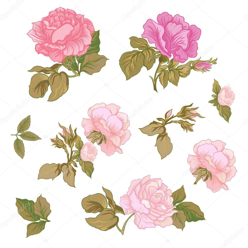 Rose Flowers. Stock vector illustration botanic flowers.
