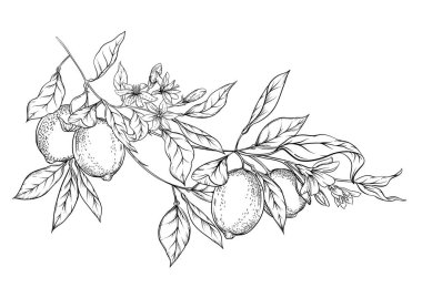 Limonlu limon dalı.