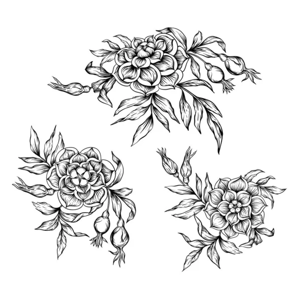 Elemento de rosas para el diseño . — Vector de stock