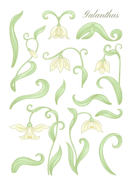 Galanthus, kartopu, nivalis. Tasarım için elementler kümesi — Stok Vektör