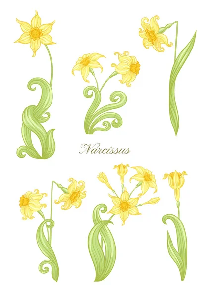 Narcissus color illustration — Stock Vector