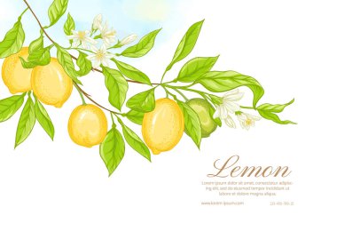 Limonlu limon dalı