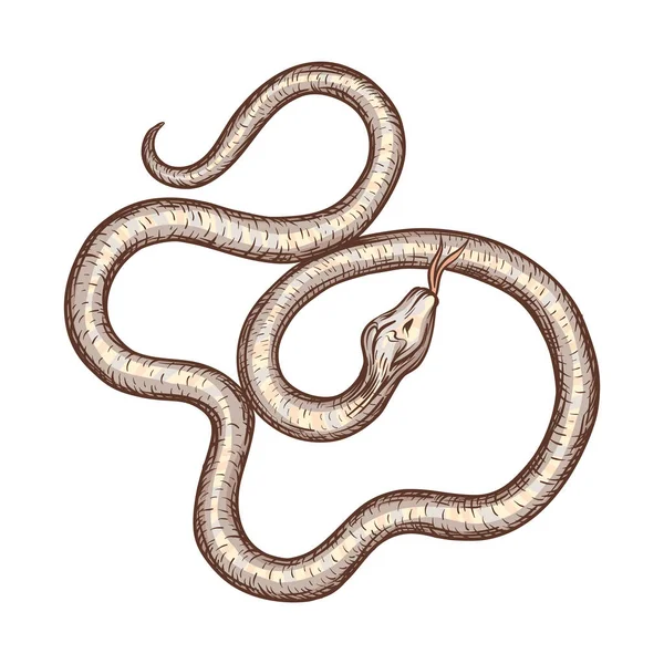 Serpente. Elemento para design. Desenho gráfico , —  Vetores de Stock