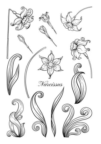 Narcissus färg illustration — Stock vektor