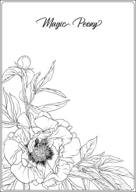 Beyaz Şakayık. Yetişkin için renklendirme sayfası