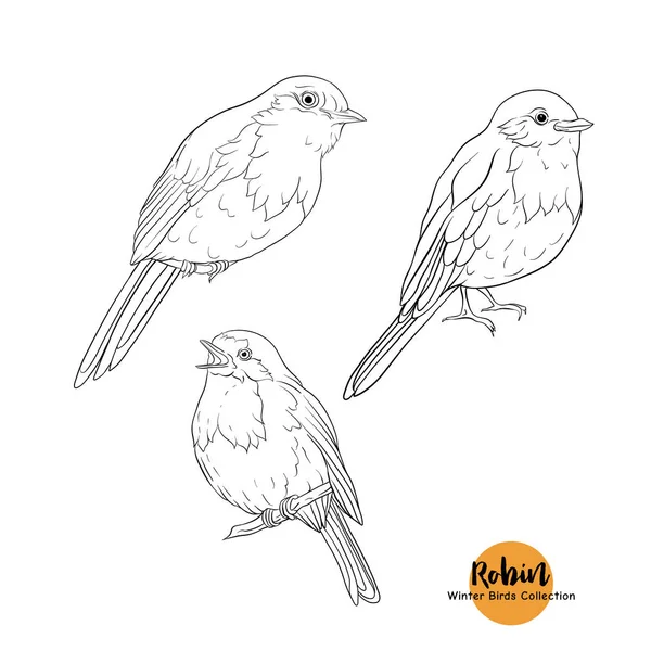 Robin bird - een symbool van Kerstmis. — Stockvector
