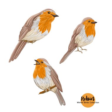 Robin bird - a symbol of Christmas. clipart