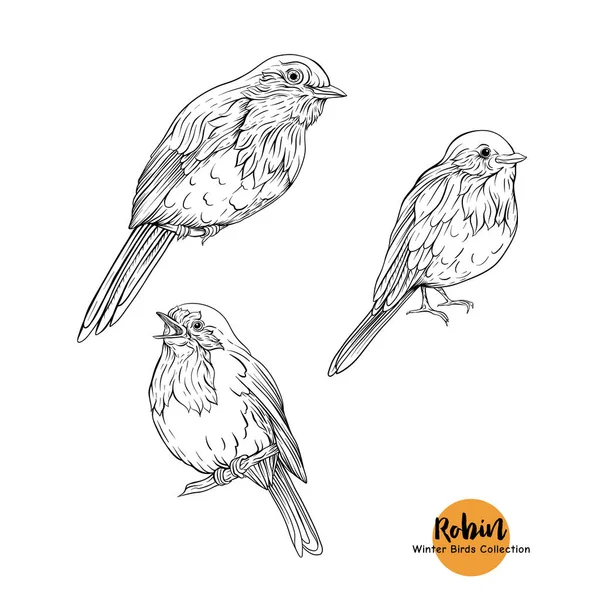 Robin bird - een symbool van Kerstmis. — Stockvector