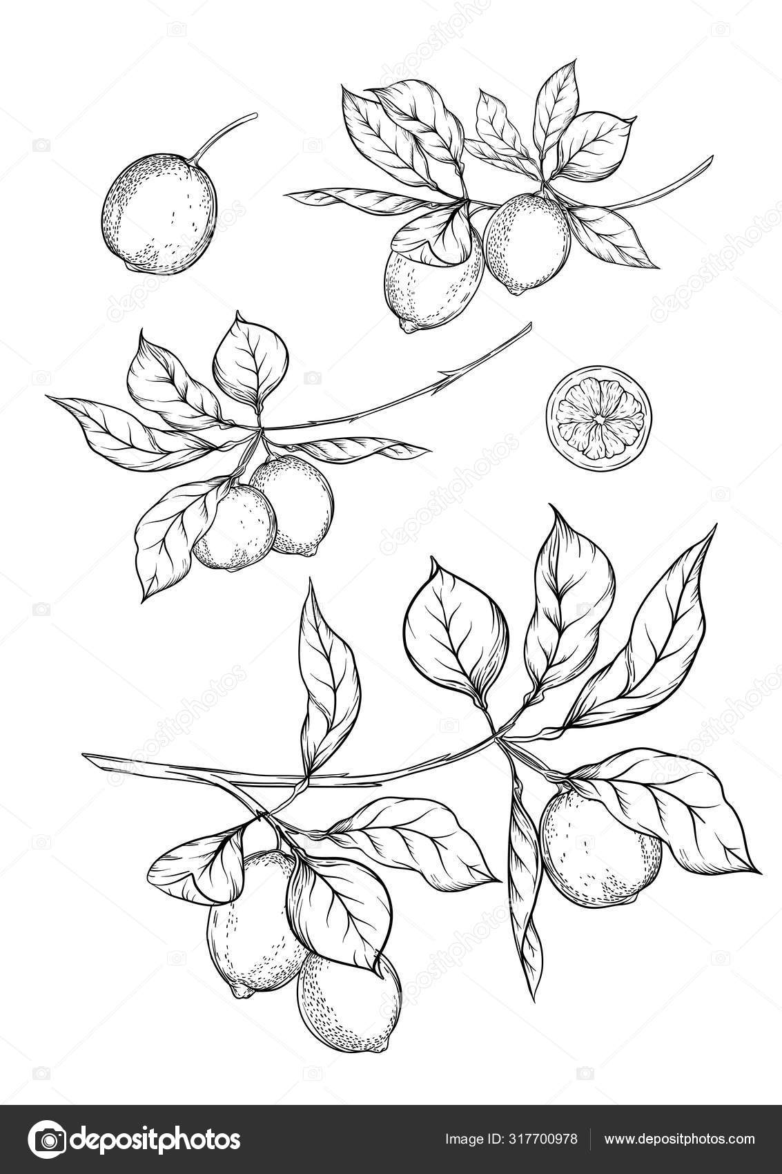 10+ Lemon Tree Drawing