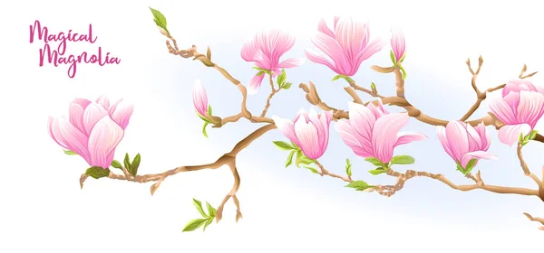 Magnolia tree branch with flowers. — Stock Vector