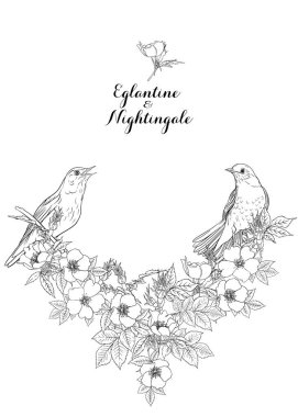 Köpek gülü, briar, brier, eglantin, kantar gülü 