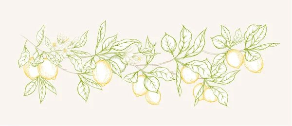 Branche de citronnier — Image vectorielle